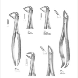 Tooth Extracting Forceps “English Pattern”