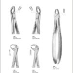 Tooth Extracting Forceps “English Pattern”